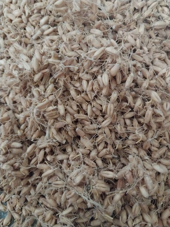 جوانه گندم آسیاب نشده هامسه